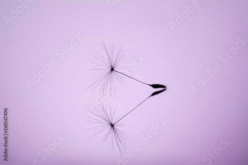 Dandelion seed close-up macro on a mirror surface on a soft purple background. Allegory of purity and lightness.