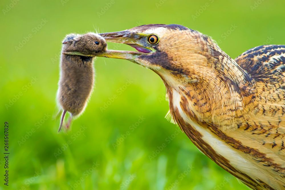 Stockfoto Bittern and its hunt mouse. Bird Eurasian Bittern