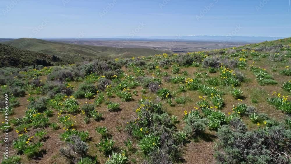 Blue sky above yellow spring blooms on flowering plants in nature Blue sky above yellow spring blooms on flowering plants in nature