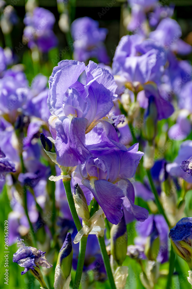Lilac iris flowers, spring blossom of colorful irises in Provence, South of France Lilac iris flowers, spring blossom of colorful irises in Provence, South of France
