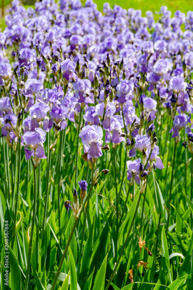 Lilac iris flowers, spring blossom of colorful irises in Provence, South of France Lilac iris flowers, spring blossom of colorful irises in Provence, South of France