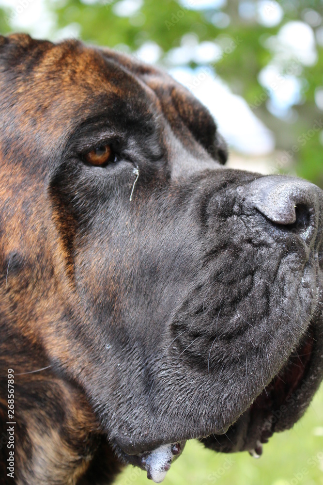 chien cane corso