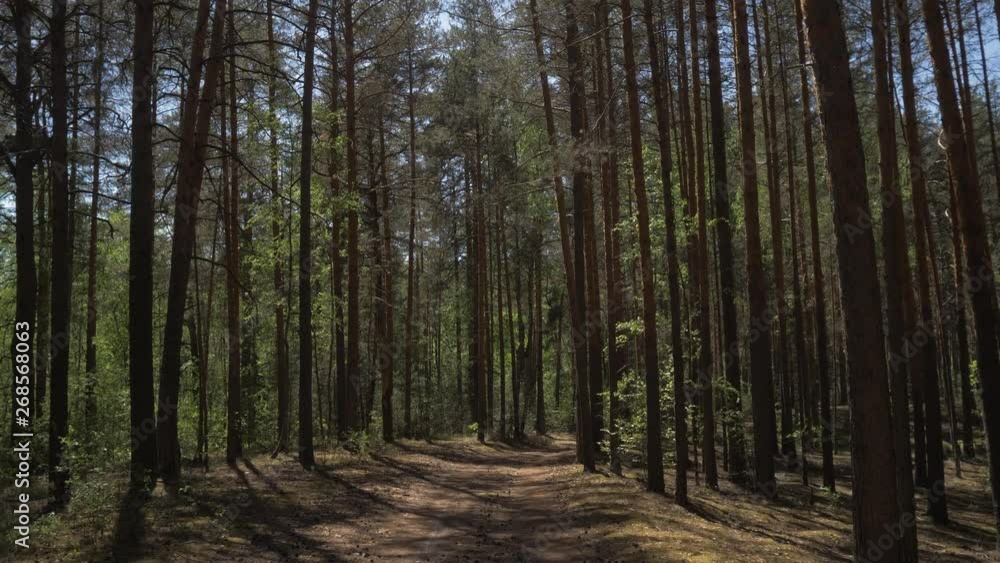 Dirt road in a pine forest. The camera flies over a dirt road strewn with pine needles in a pine forest. 4K Dirt road in a pine forest. The camera flies over a dirt road strewn with pine needles in a pine forest. 4K