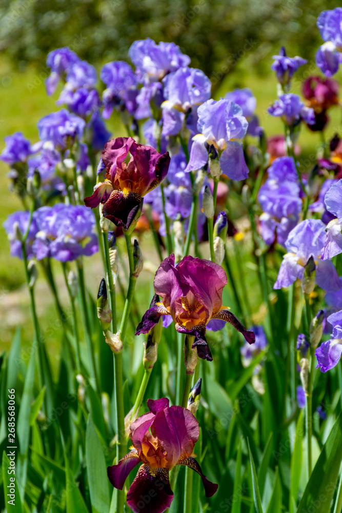 Lilac iris flowers, spring blossom of colorful irises in Provence, South of France Lilac iris flowers, spring blossom of colorful irises in Provence, South of France