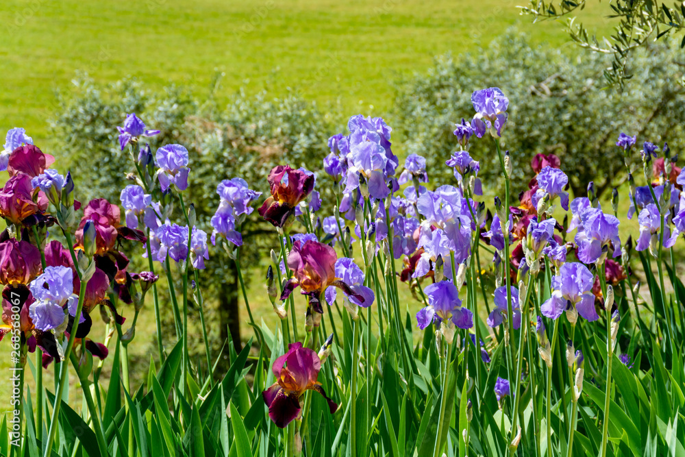 Lilac iris flowers, spring blossom of colorful irises in Provence, South of France Lilac iris flowers, spring blossom of colorful irises in Provence, South of France