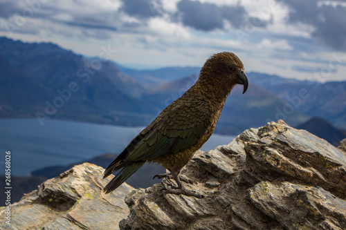 Kea birdon the top of the Ben Lomond track, Queenstown, south island, New Zealand.