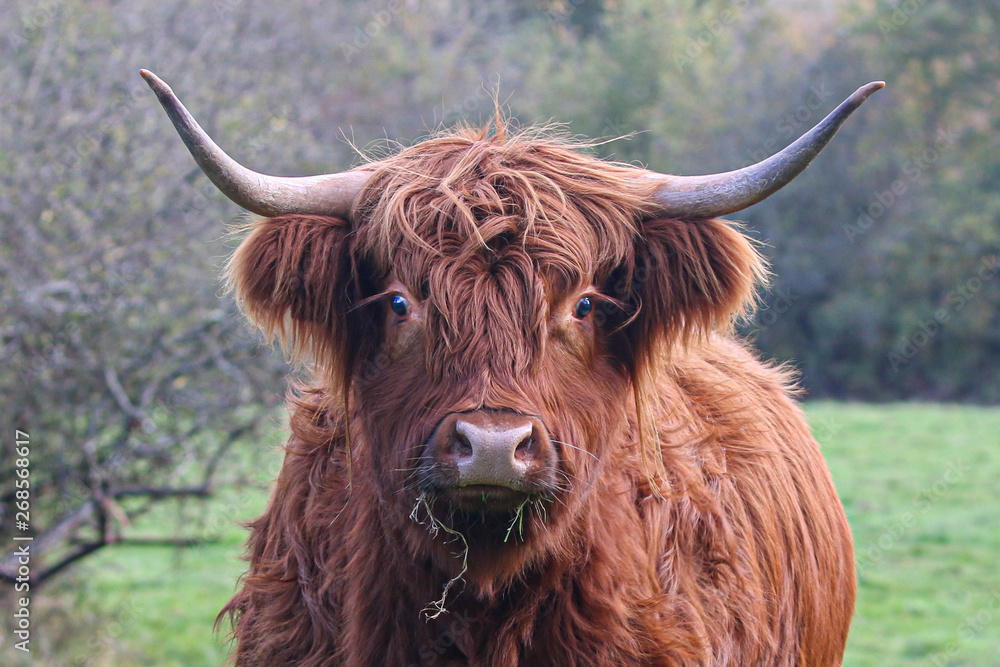 Highland Cow