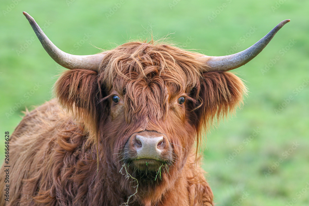 Highland Cow