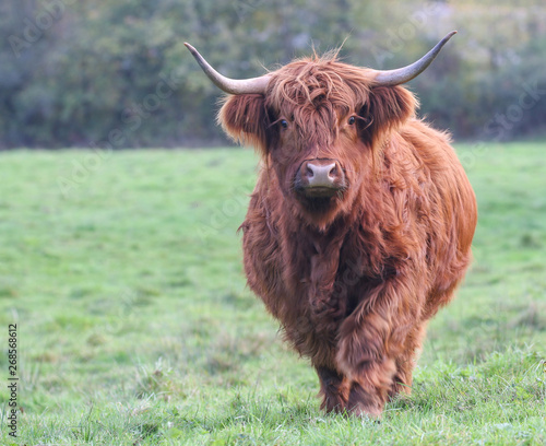 Highland Cow