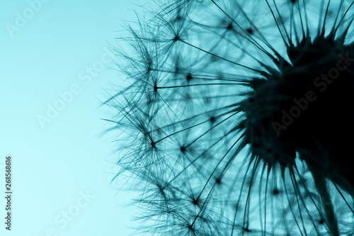 Dandelion seeds macro closeup on a clear blue sky background in the sunlight. Allegory of airiness and lightness.