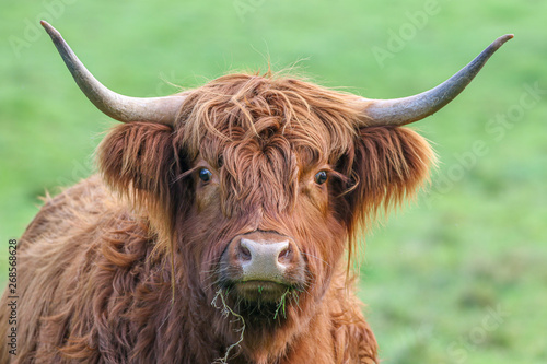 Highland Cow © UniquePhotoArts
