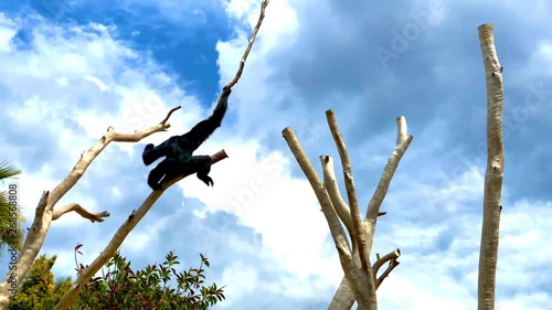 Siamang gibbon swinging and jumping on a tree branch