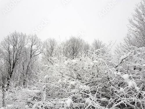 Forest covered with snow. Winter background with copy space
