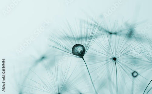 Dandelion seeds macro closeup with a drop of water, dew on a clear blue sky background in the sunlight. Soft focus. Allegory of purity and lightness.