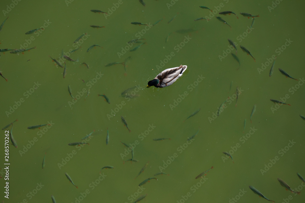 Aerial view of single duck swimming along with fishes in the water Aerial view of single duck swimming along with fishes in the water