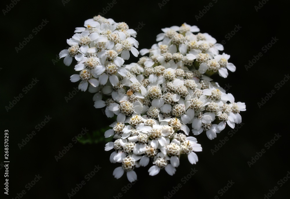 Common Yarrow white flowers against black background Common Yarrow white flowers against black background