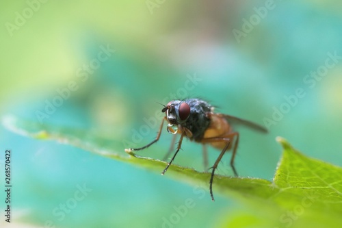 Bubble blowing fly insect closeup on leaf against green and turquoise blurred background