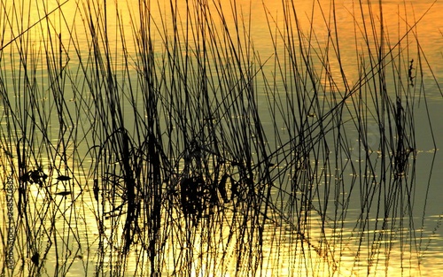 Golden sunset water weeds and reflection