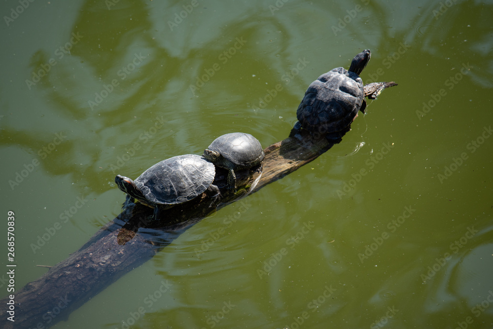 Obraz premium Aerial view of multiple turtles resting on a tree branch in the middle of the water