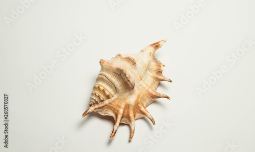 shell, sea, seashell, isolated, white, nature, object, beach, ocean, marine, mollusk, aquatic, conch, beauty, shellfish, life, decoration, souvenir, spiral, summer, close-up, cockleshell, sand, tropic