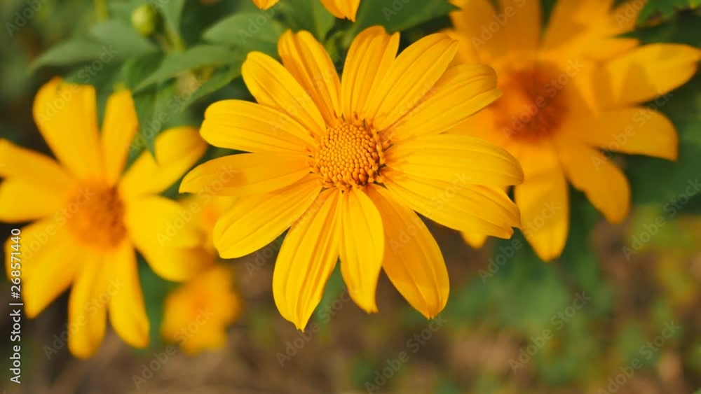 Beautiful color of yellow Mexican sunflower. Dolly panning footage Beautiful color of yellow Mexican sunflower. Dolly panning footage