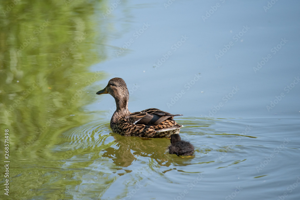 Cute duckling following mother in a queue on the lake Cute duckling following mother in a queue on the lake