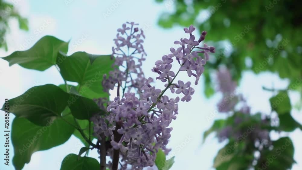 Pink lilac outdoors on wind, slow motion, shallow depth of field Pink lilac outdoors on wind, slow motion, shallow depth of field