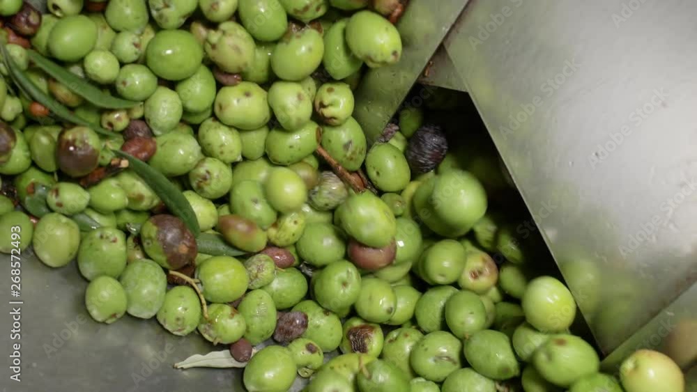 olives falling in the crusher-Olive Oil production in South of Italy olives falling in the crusher-Olive Oil production in South of Italy