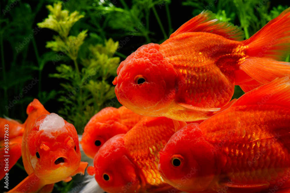 Goldfish carassius auratus background aquatic plants Goldfish carassius auratus background aquatic plants