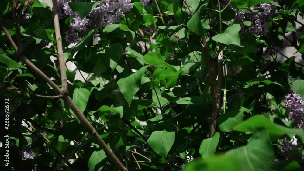 Pink lilac outdoors on wind, slow motion, shallow depth of field