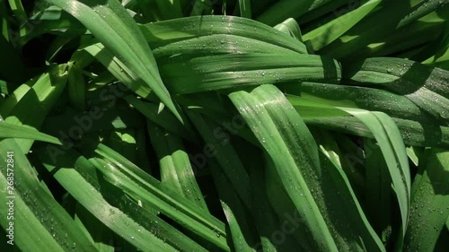 Green grass with droples slider motion, shallwo depth of field photo