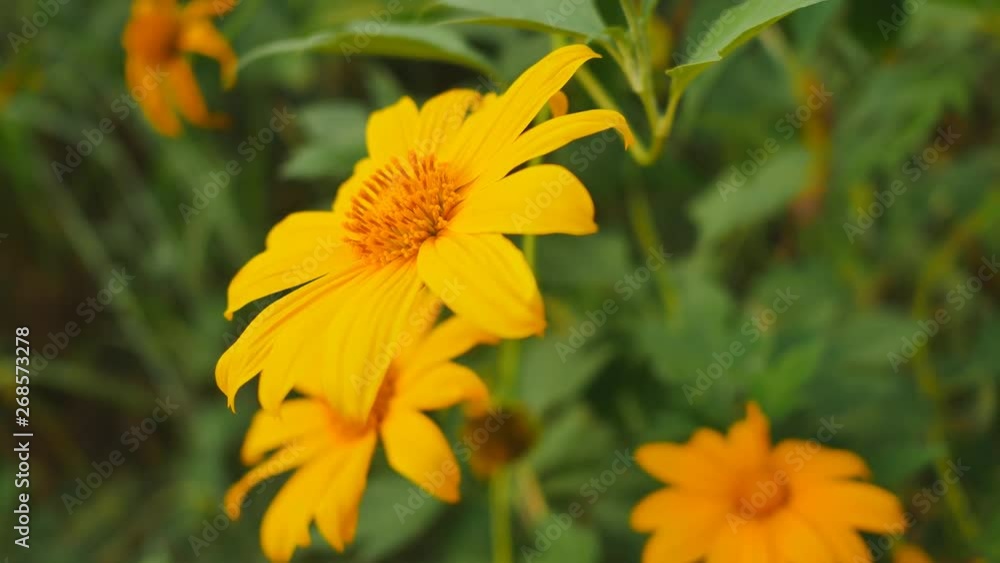 Beautiful color of yellow Mexican sunflower. Dolly panning footage Beautiful color of yellow Mexican sunflower. Dolly panning footage