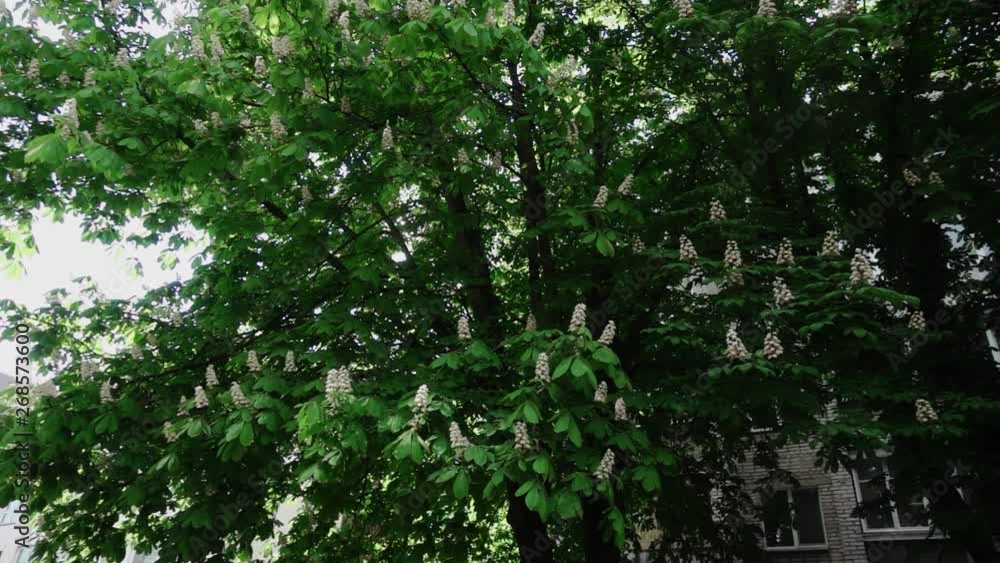 Сhestnut blooming season shot in slow motion Сhestnut blooming season shot in slow motion