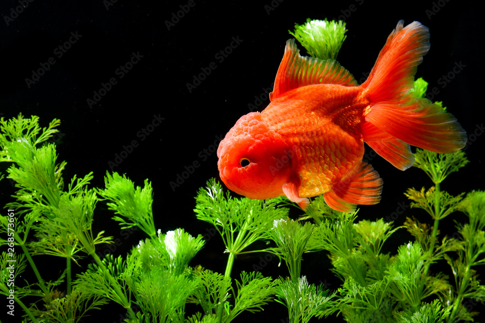 Goldfish carassius auratus background aquatic plants Goldfish carassius auratus background aquatic plants