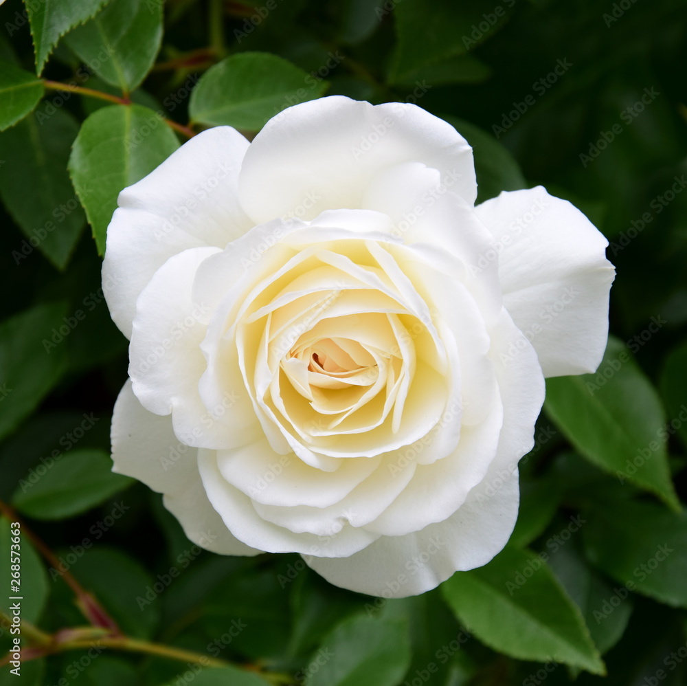 Weiße Rosen - Rosenbusch im Park Weiße Rosen - Rosenbusch im Park