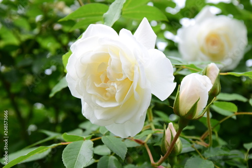 Wei  e Rose im Park