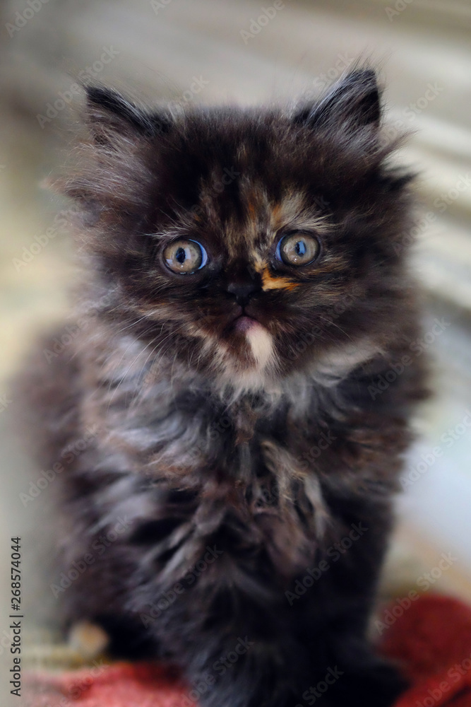 Little dark brown persian kitten.