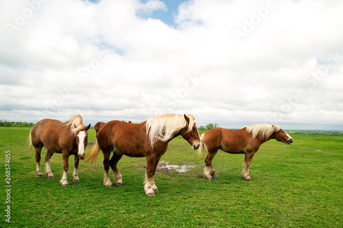 Belgian Draft Horses © brent coulter