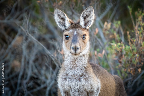 Fotografía Kangaroo