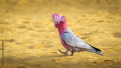 Western Australian Galah