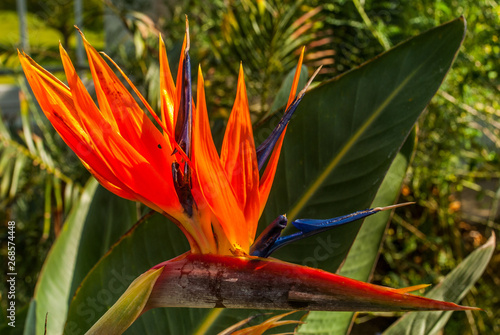 Strelitzia Reginae flower closeup (bird of paradise flower). Madeira island