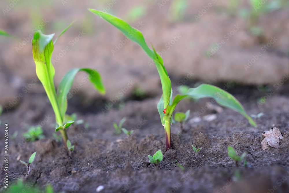 corn sprouts on the field corn sprouts on the field