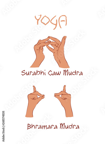vector mudras hands color isolated line fingers