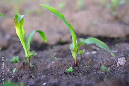 corn sprouts on the field