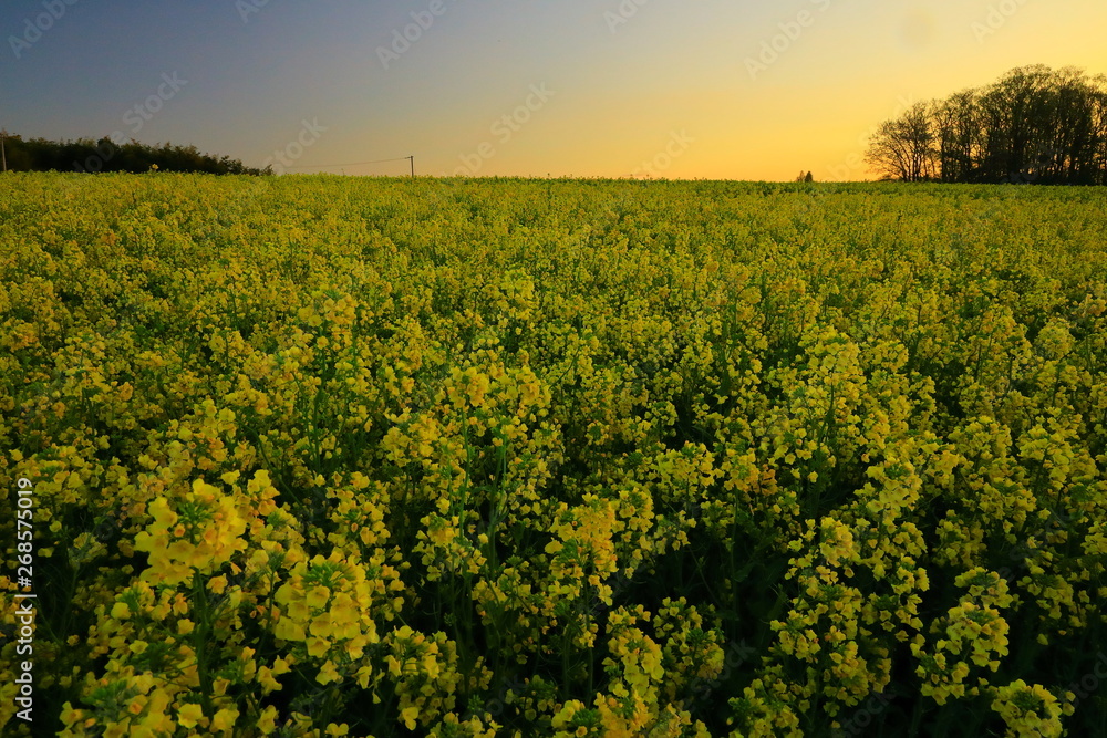Obraz premium 宮城県 ひまわりの丘の菜の花
