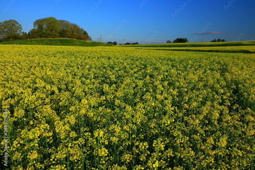 宮城県 ひまわりの丘の菜の花 宮城県 ひまわりの丘の菜の花