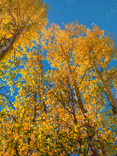 Autumn trees in the Sierra Nevada mountains in early October