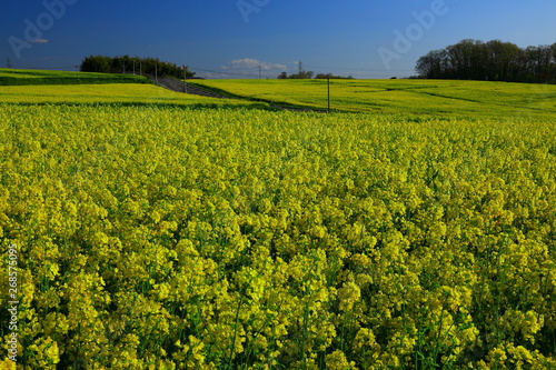 宮城県　ひまわりの丘の菜の花
