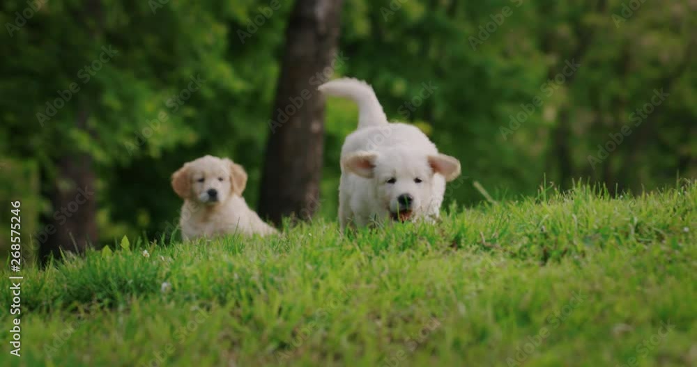 Slow motion of a group of playful puppies of pedigreed Golden Retriever dog are running in a green park in a sunny day. Slow motion of a group of playful puppies of pedigreed Golden Retriever dog are running in a green park in a sunny day.