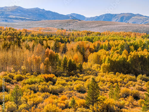 Aspen groves of the Sierra Nevada mountainside in early October
